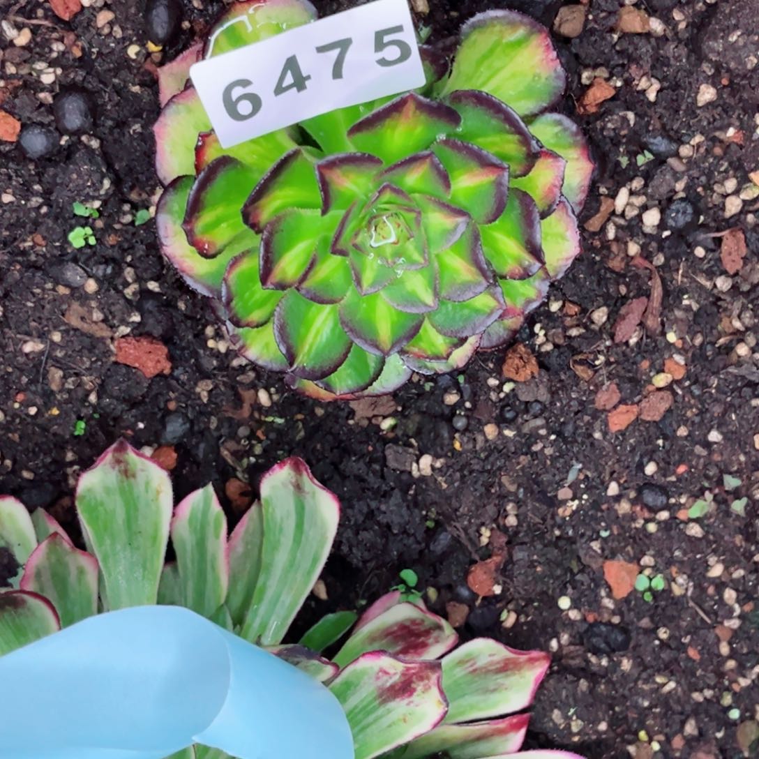 海王七彩多肉发货