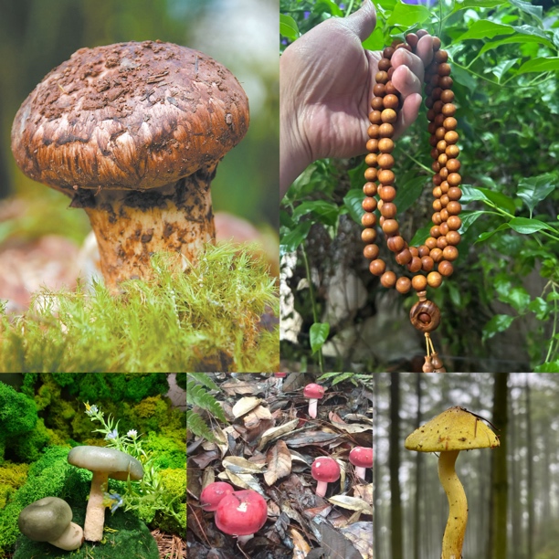 【土特产菇507】净含量60g