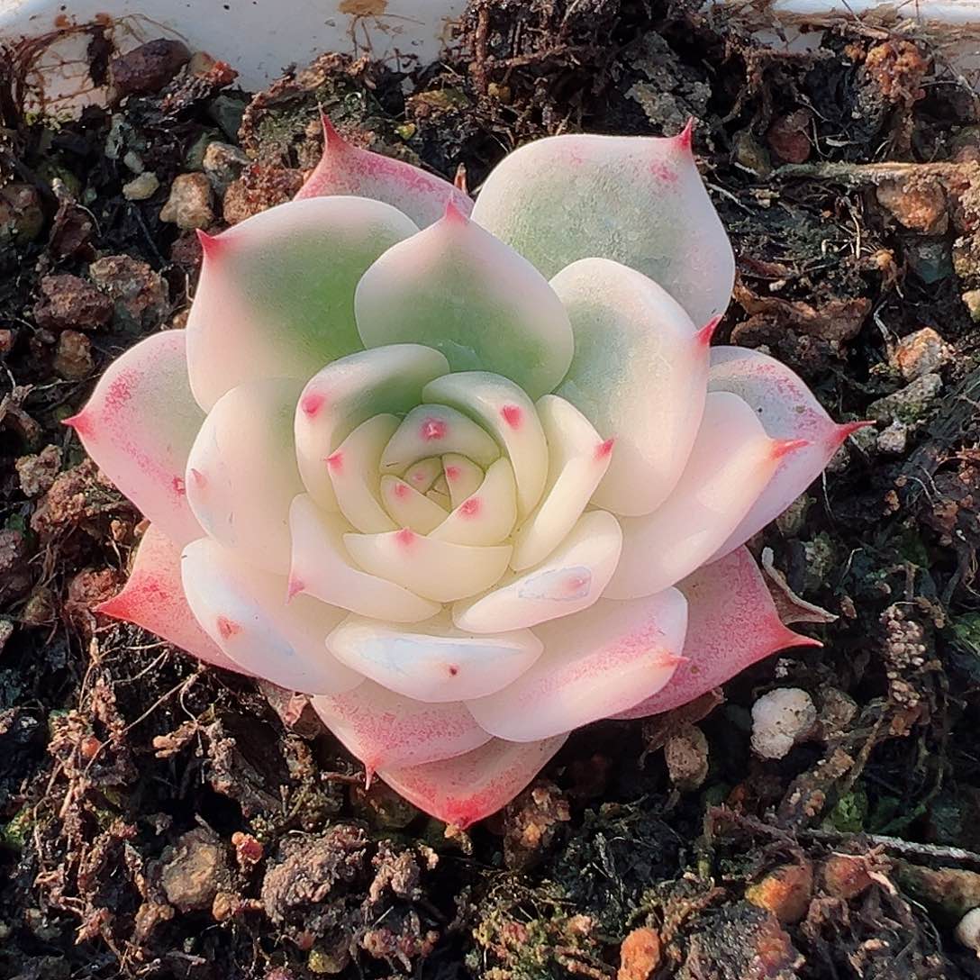 吉娃娃锦，半覆轮锦