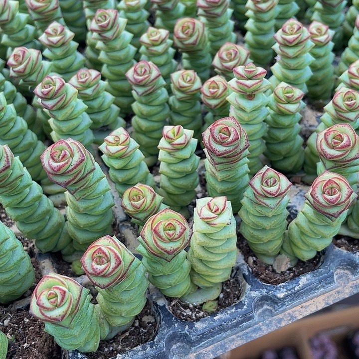 3颗一组小钱串3颗