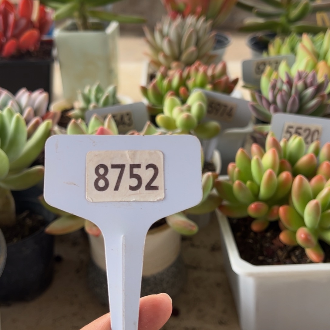 【闪购商品】小****?8752。 11111111