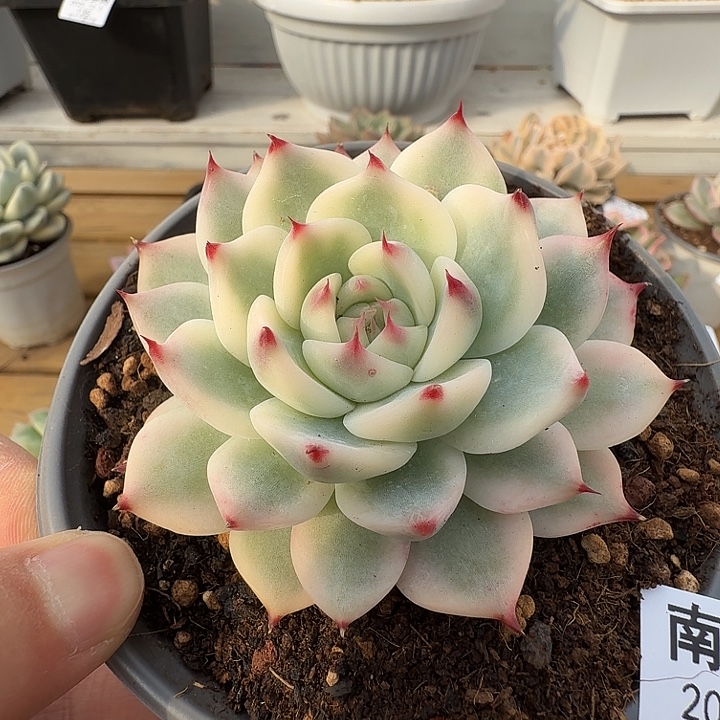 吉娃娃锦1111123-170