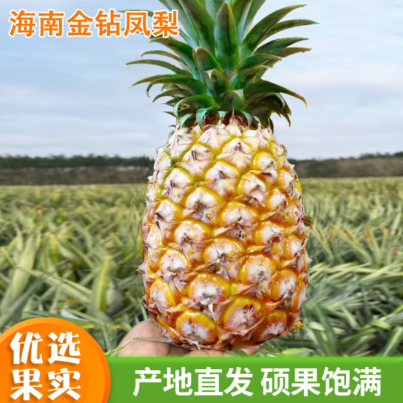 【海南直发，不发全黄果，按订单发货没升级一说】海南金钻凤梨应季