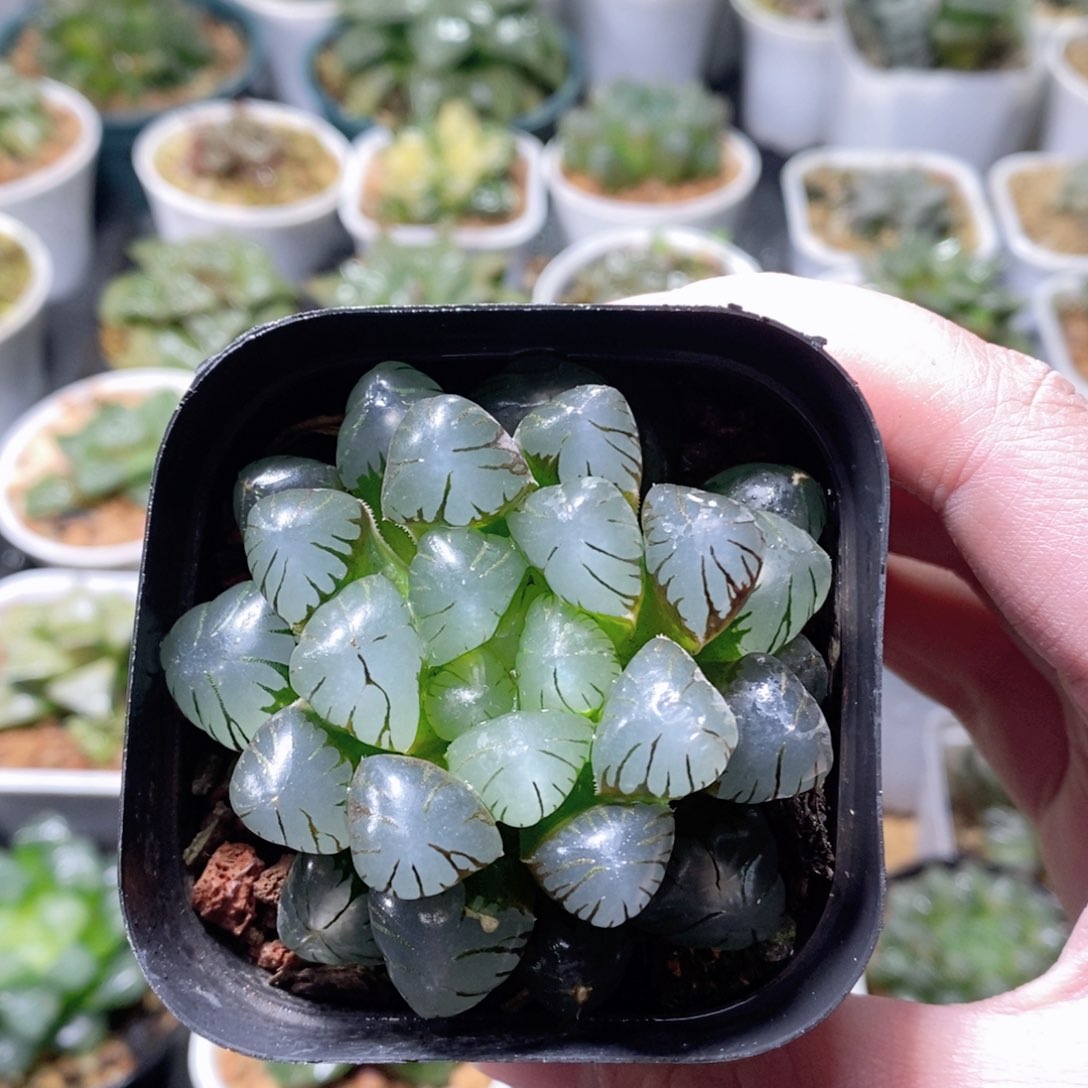 潘氏冰灯玉露多肉