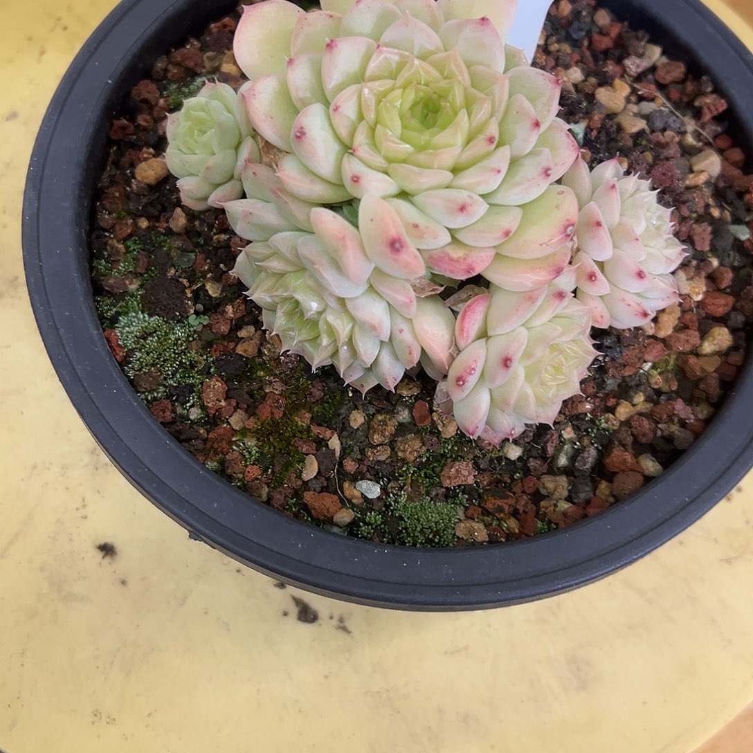 22月以前  多肉。   