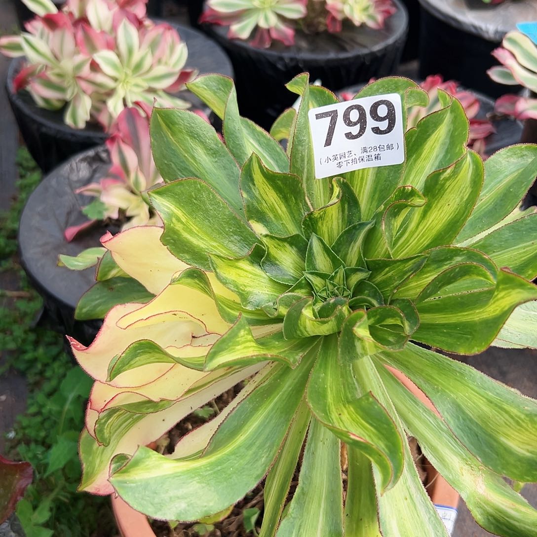 小冰七彩799多肉植物m