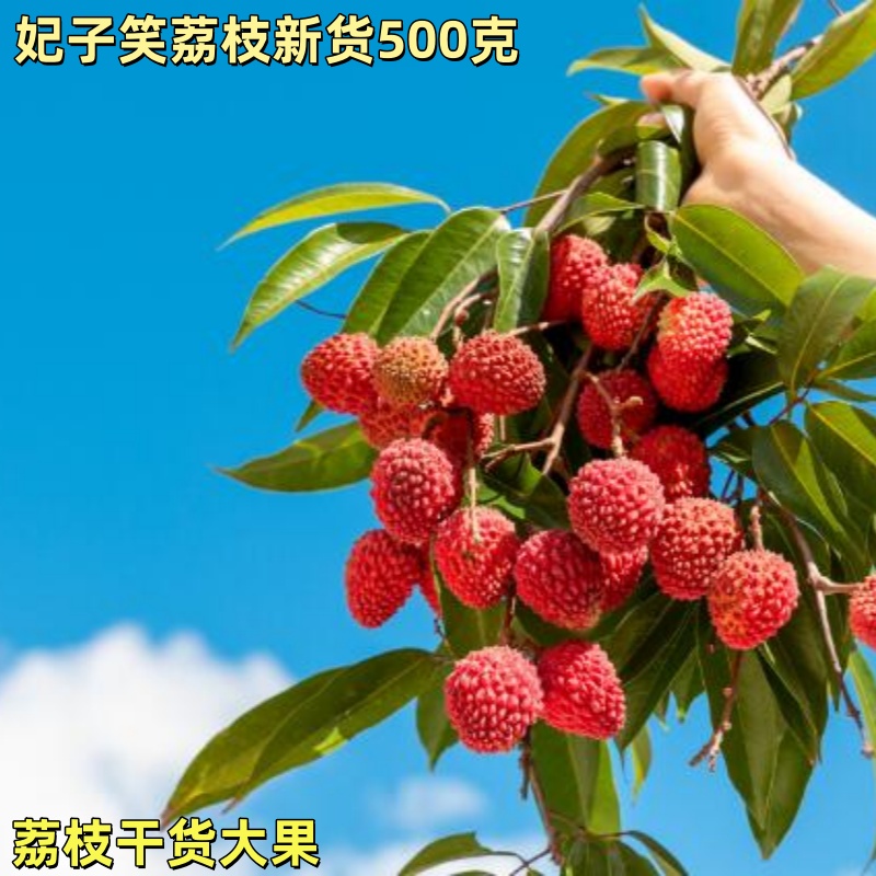 妃子笑荔枝干500克干果无硫25年新货大果泡茶干吃泡酒