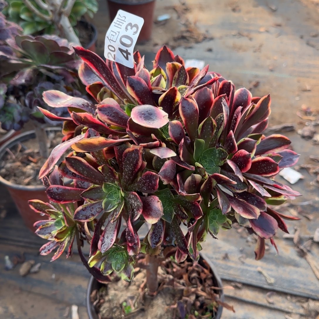 欧佳丽403满20包邮断枝不包