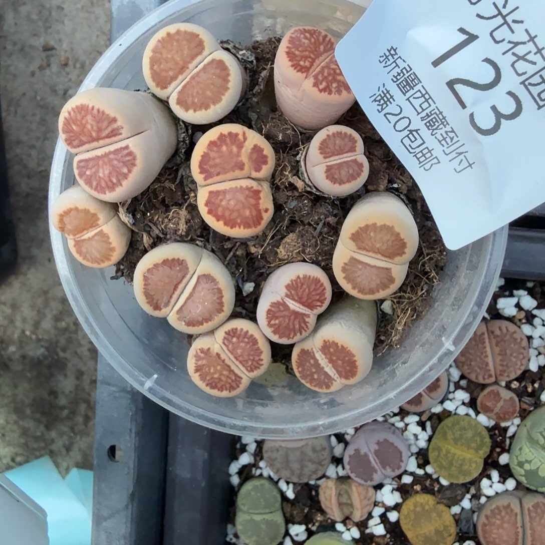 不要说对不起哦你不要我要123