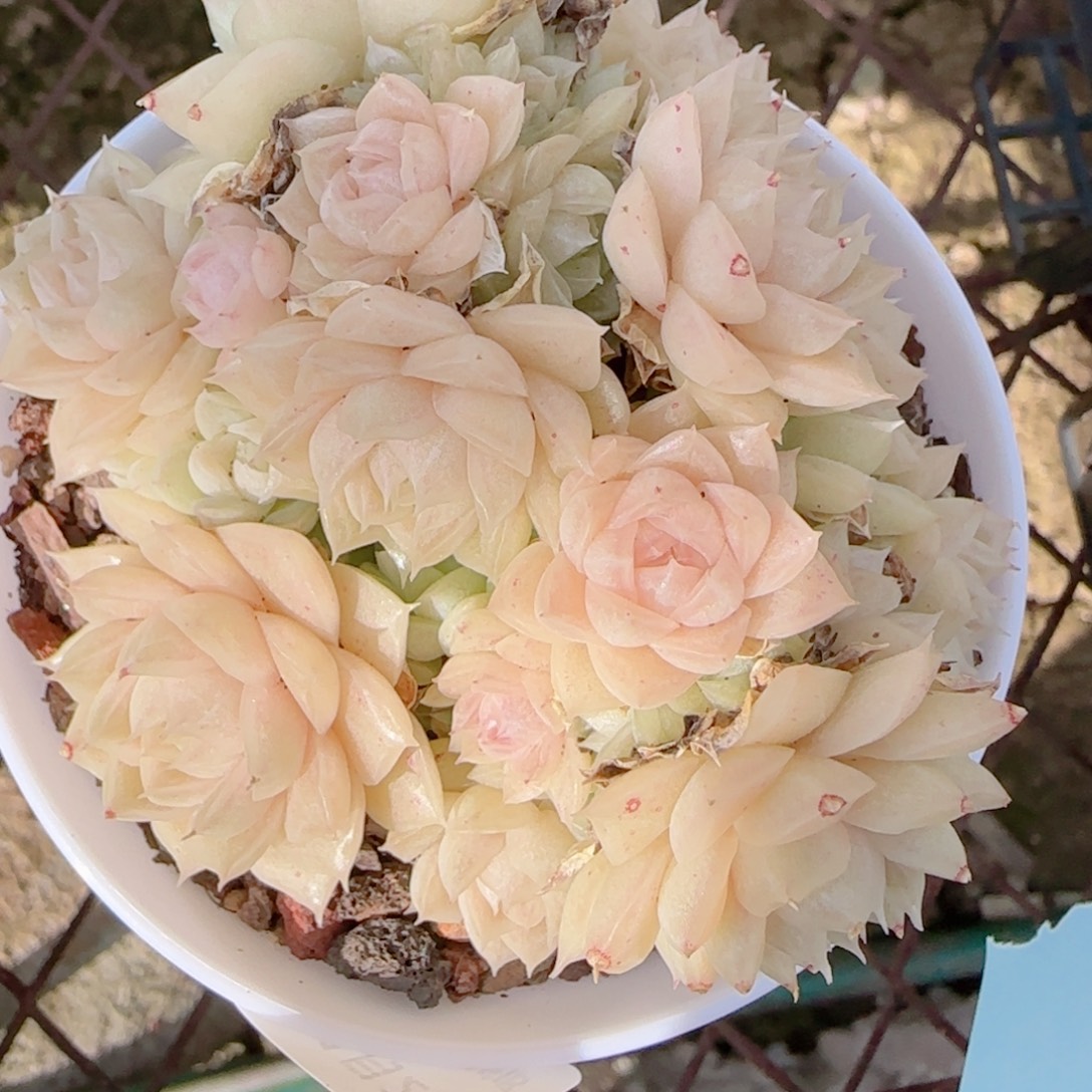 ****花语多肉0102-172散