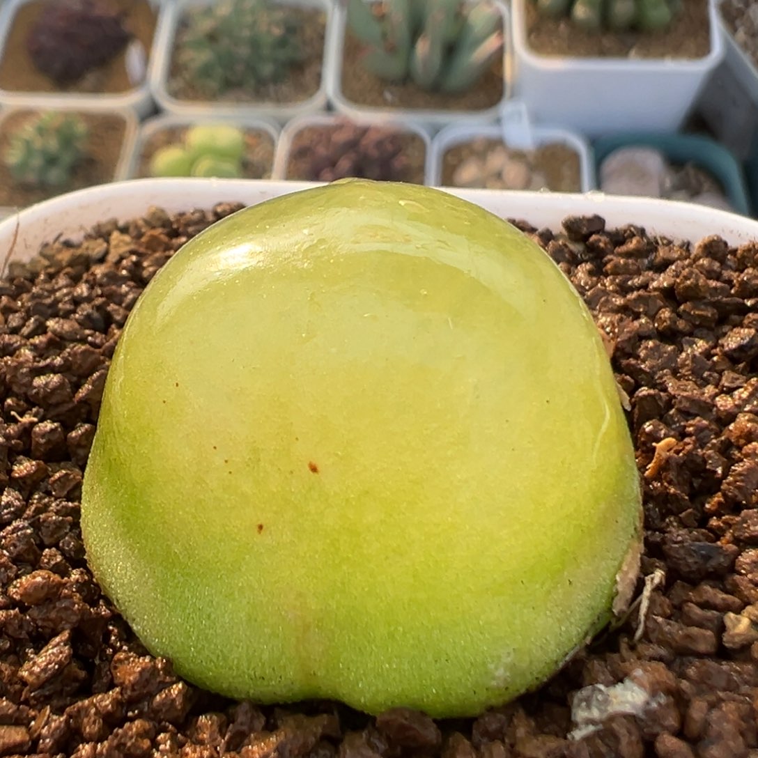 31多肉植物百科灯泡