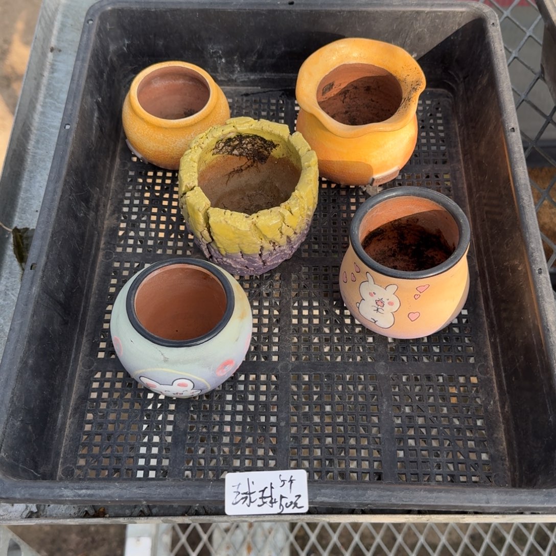 球球5个盆50元啦啦啦