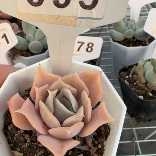 95沙漠骆驼一物一拍多肉