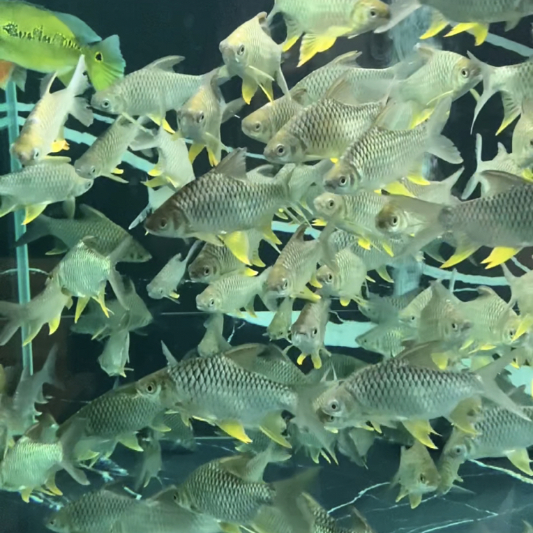 虎鱼配鱼神器 柠檬鲫