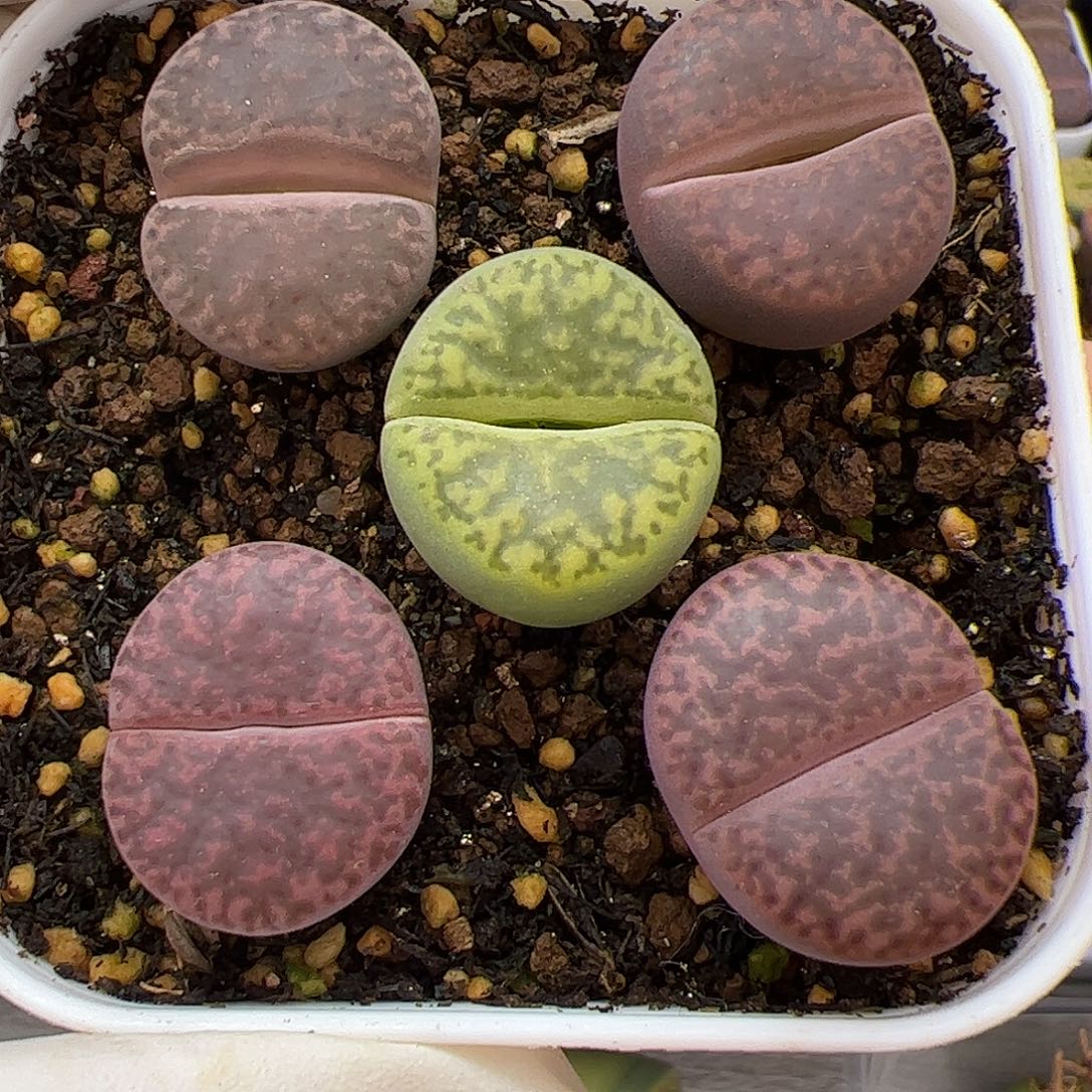 彩色生石花5棵一盆