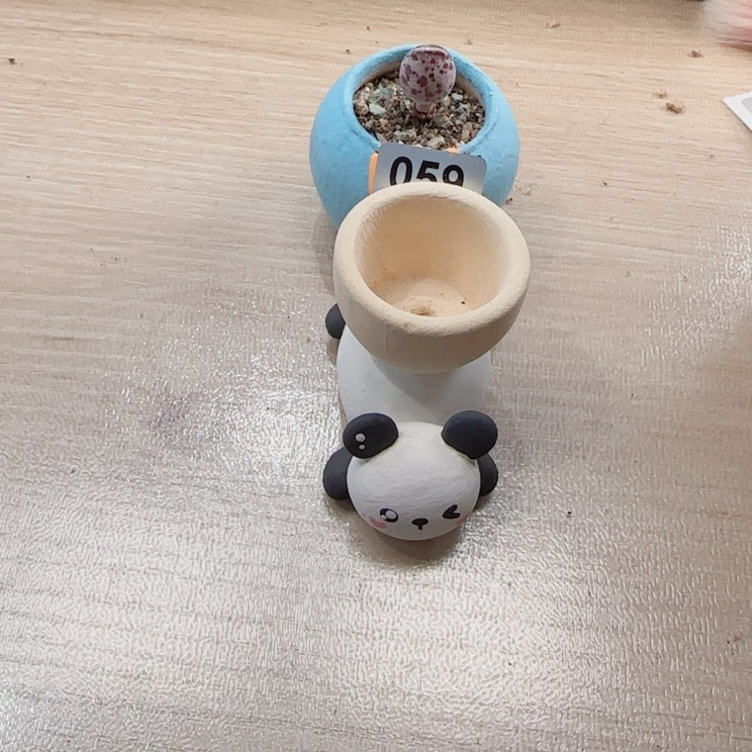 翔***T达摩白丸种熊猫盆口2.5cm