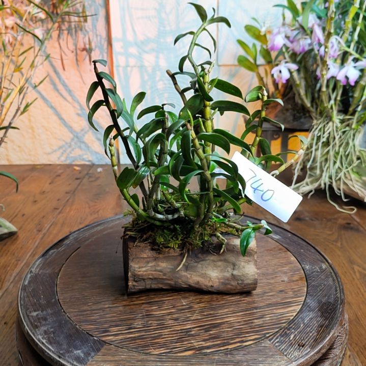 740铁皮花，花，花，花