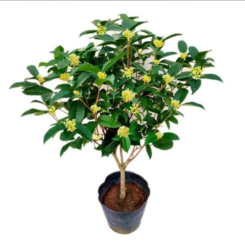 精品福利四季盆栽桂桂花四季常青四季盆栽开花好养易活四季盆栽