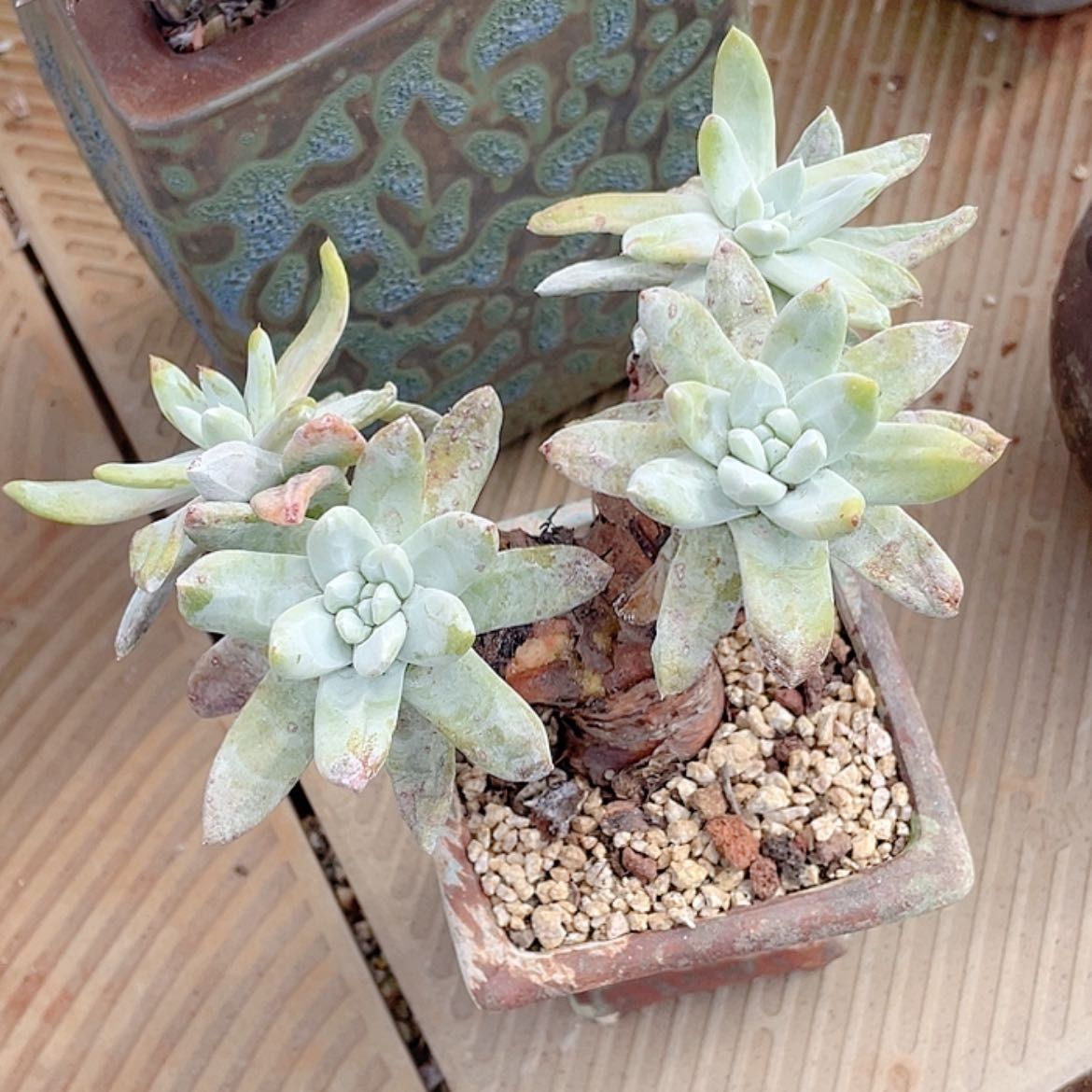 【闪购商品】拇指拇指