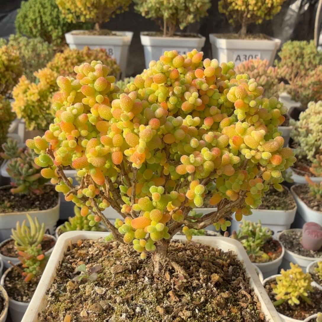 A285精控金桔糖球