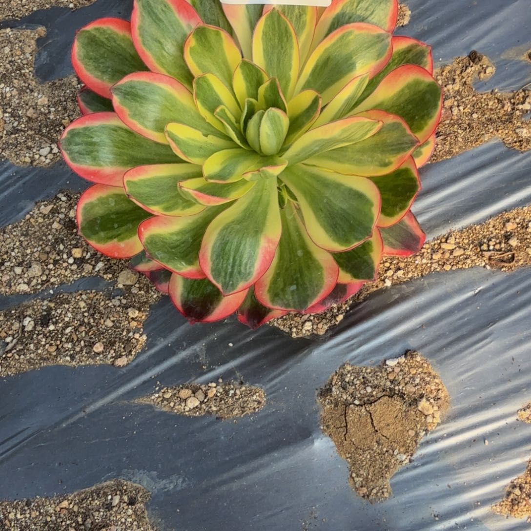 008如意。多肉植物