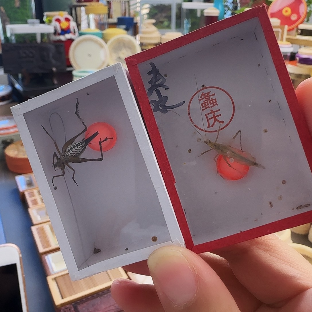 家***米泰竹2只➕金琥珀16666666