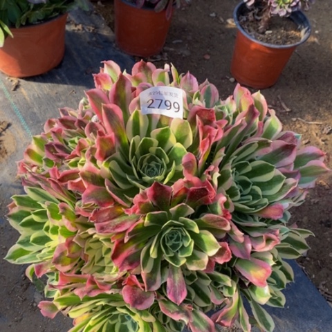 白凤多肉植物2799