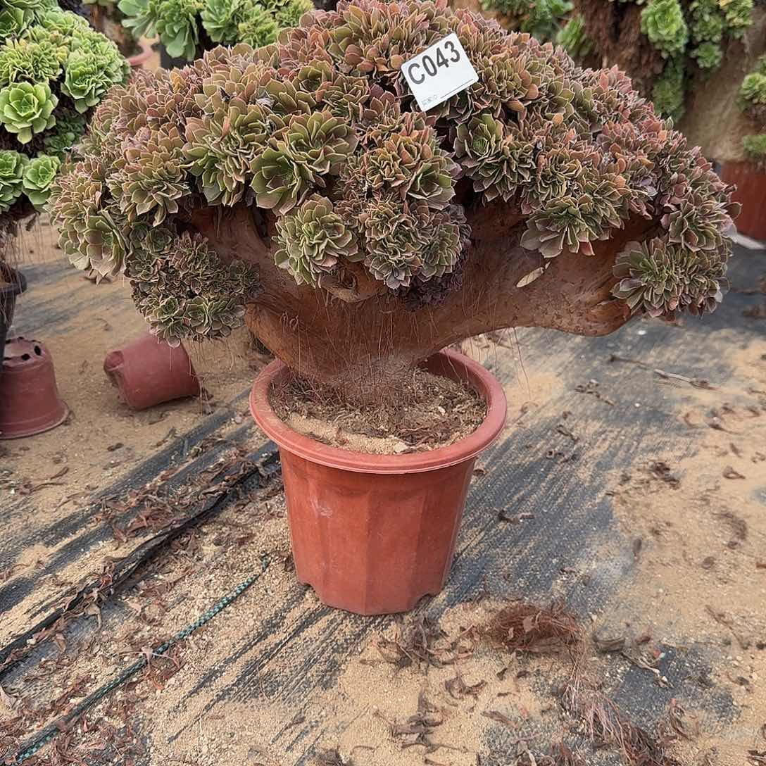 043玫瑰朵朵一颗呀呀