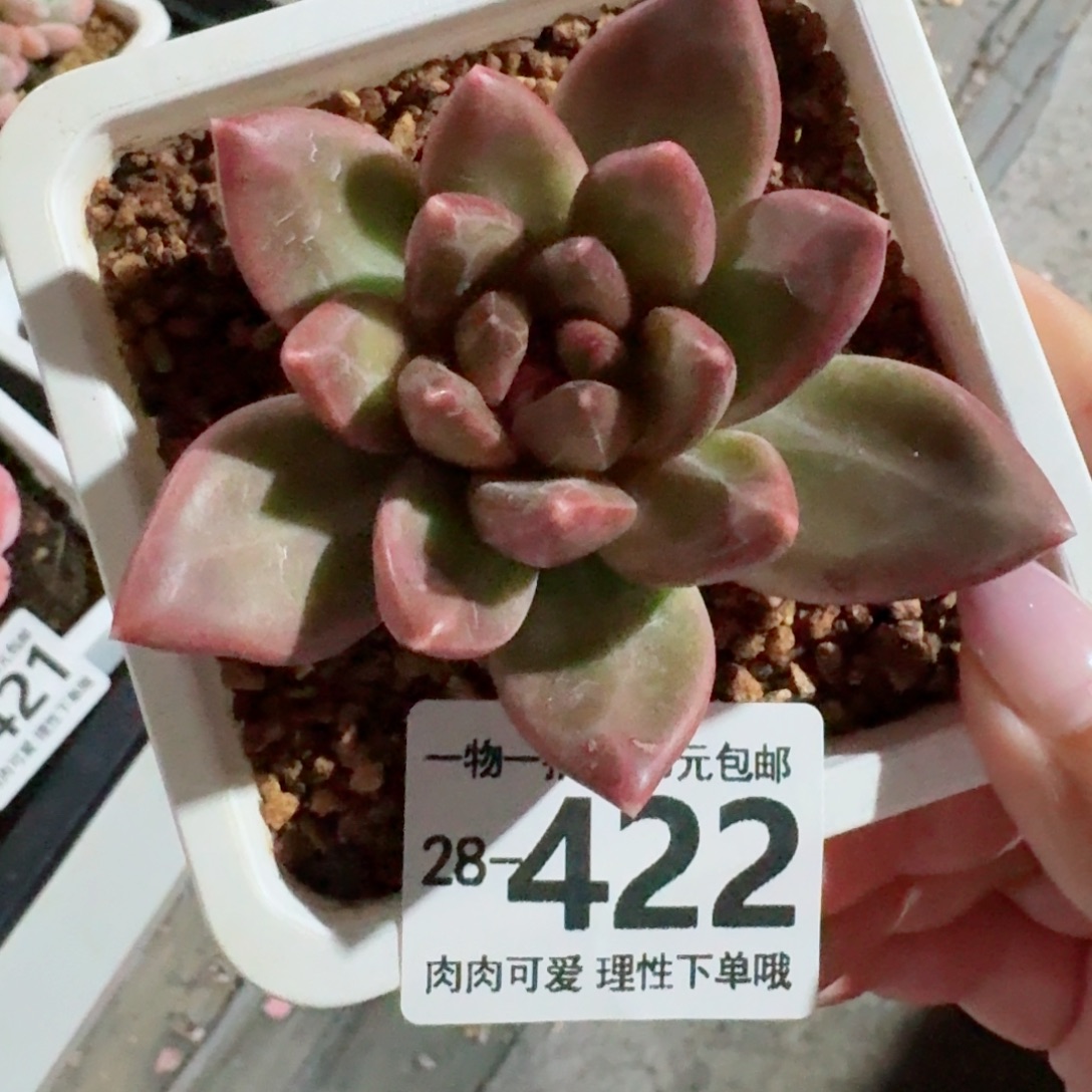 迷雾泡泡无盆土发货无盆土发货无