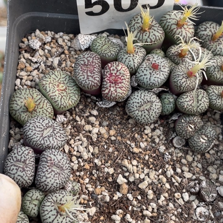 509多肉墨小锥母本rr714带盆