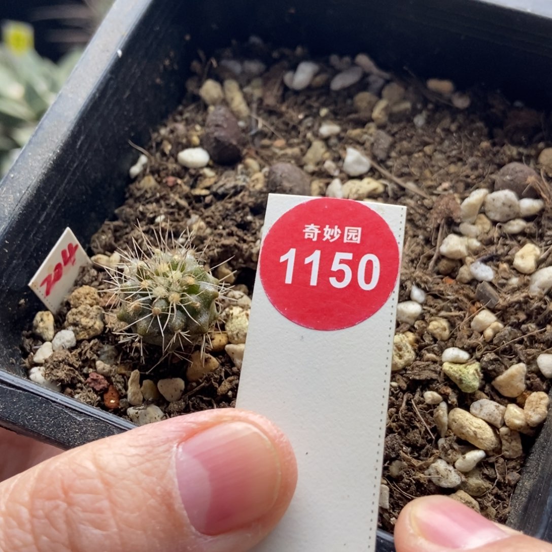 实生龙爪球雷血丸1.6cm有雀斑