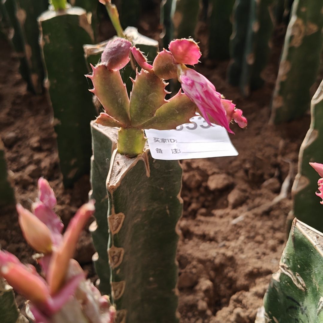 孔***。荷花妹妹脱土脱盆易掉芽苞553