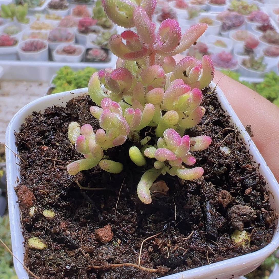 红白石枝干锦19包邮