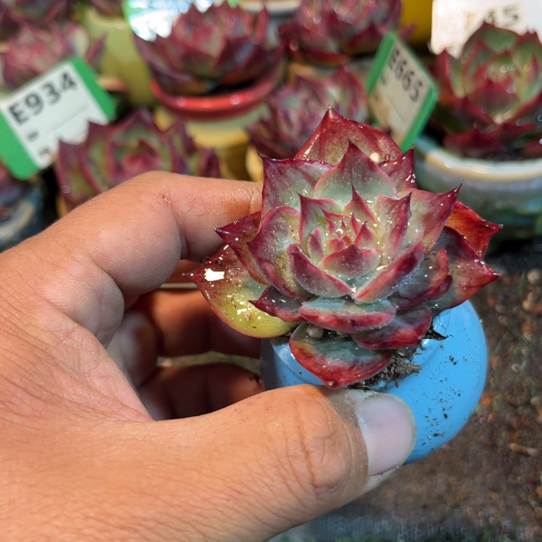 惊鸿一瞥多肉植物世界