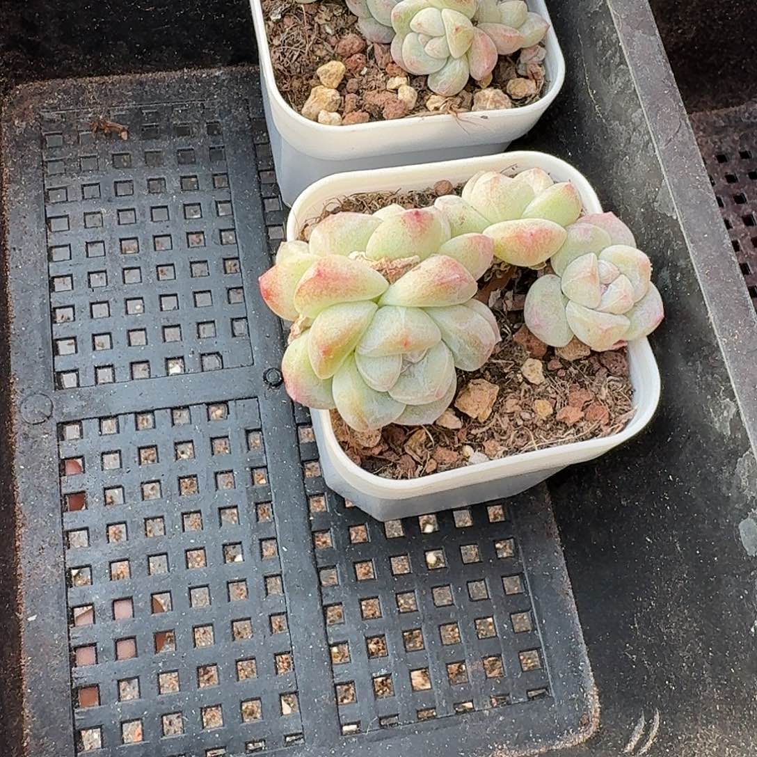 17 号到手1框，江北多肉