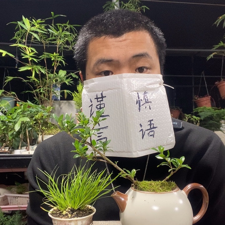 以实际为准盆景绿植盆栽100