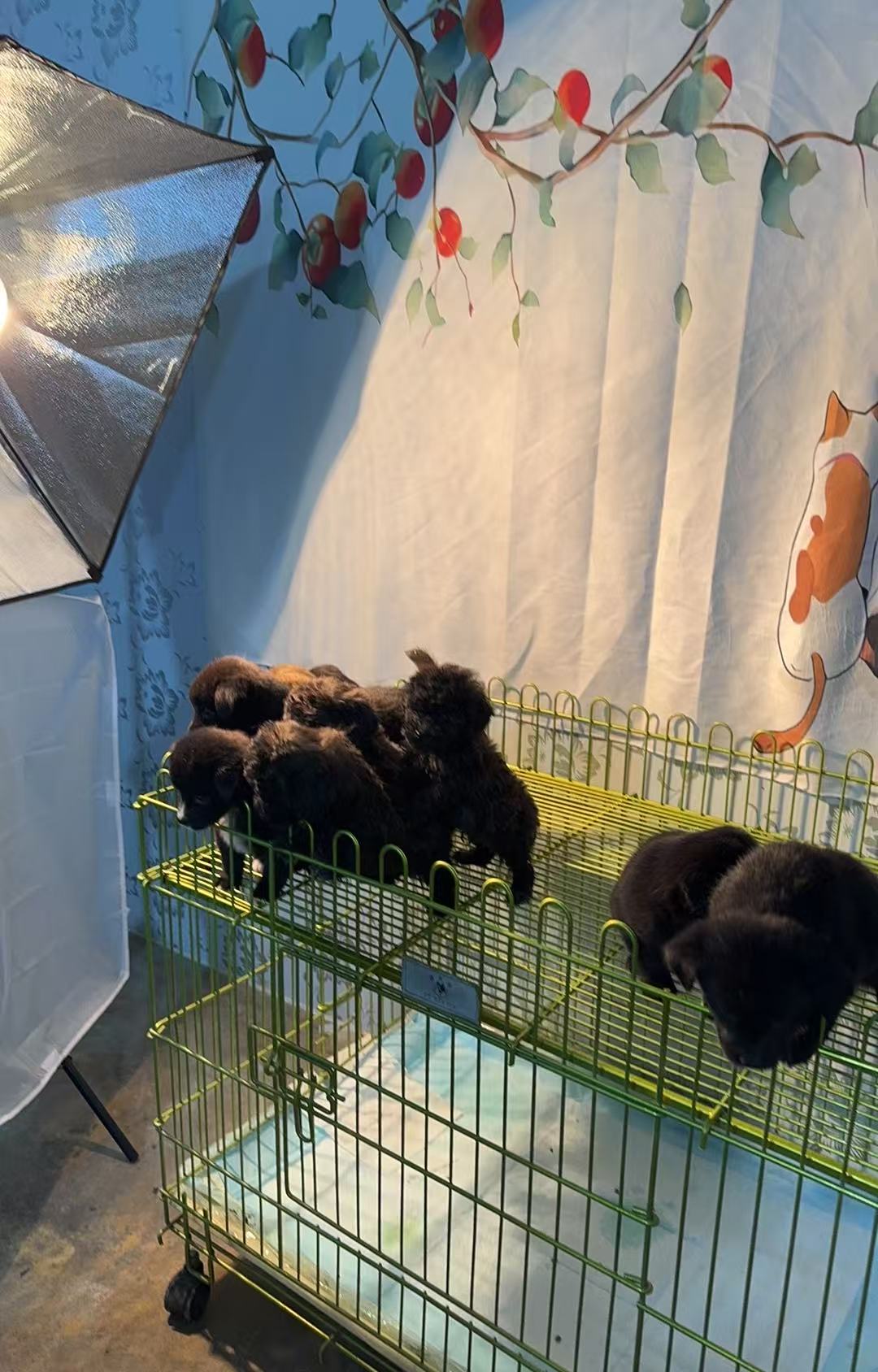 拉布拉多泰迪金毛比熊柯基犬小型中大型犬笼子跑笼