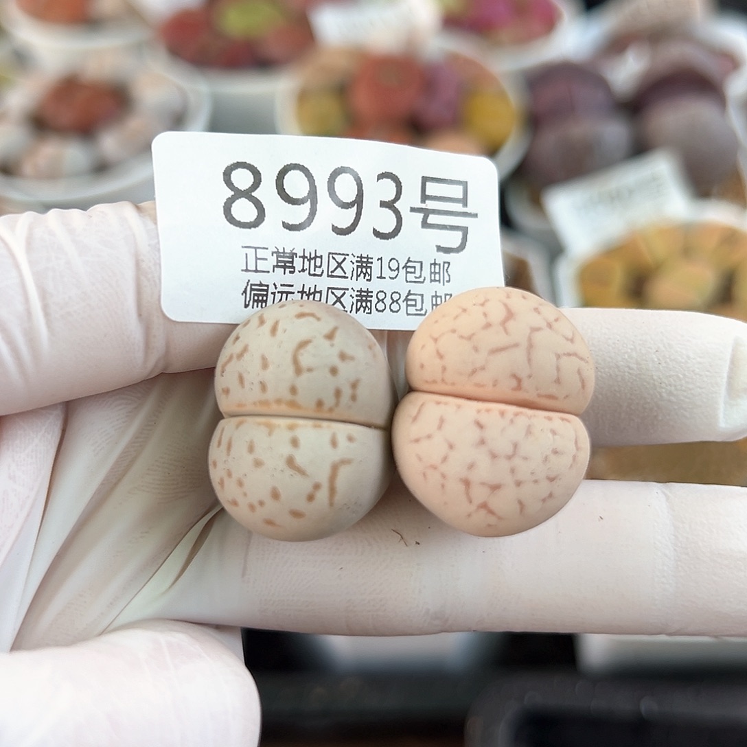 好养易活生石花大母本8993