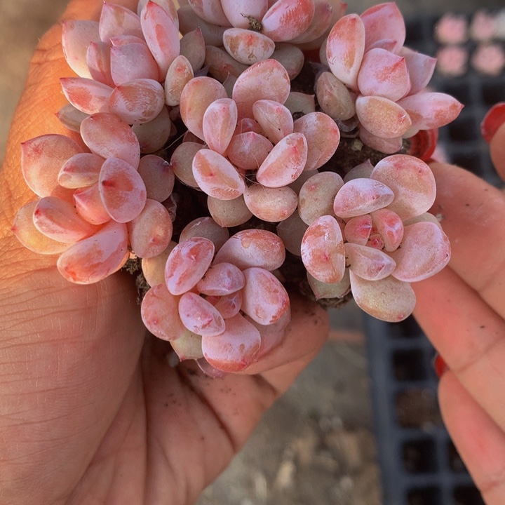 樱花橙子  10颗  （满9.99包邮不满9.99发叶子）