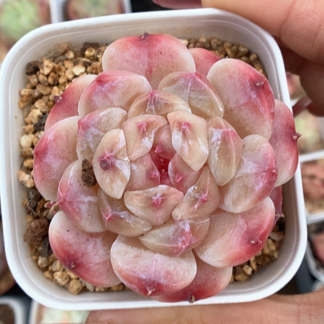 秘境冰魄可拍9442号