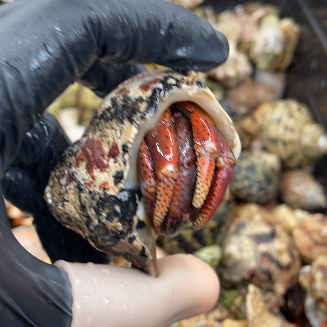 不退不换活体宠物18