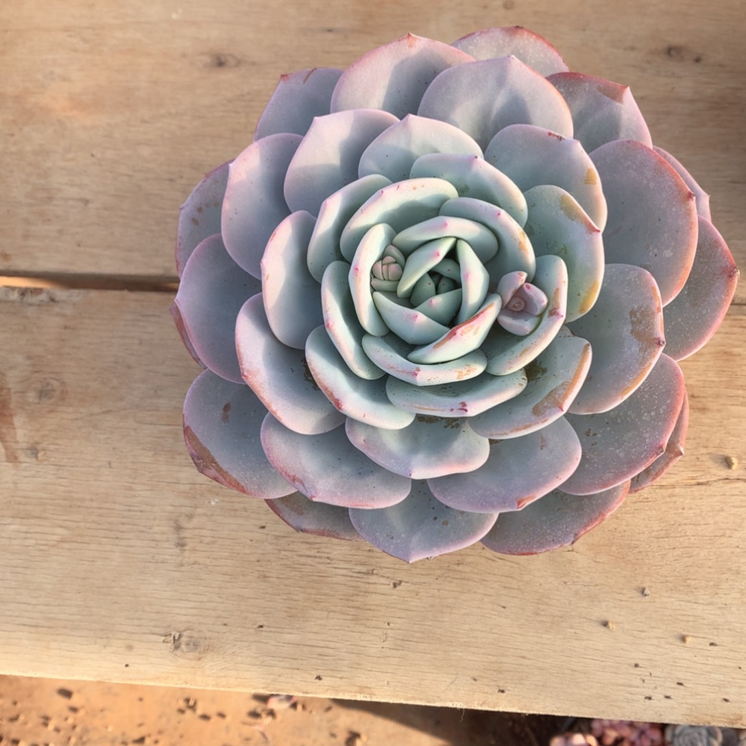 多肉植物多肉奶茶