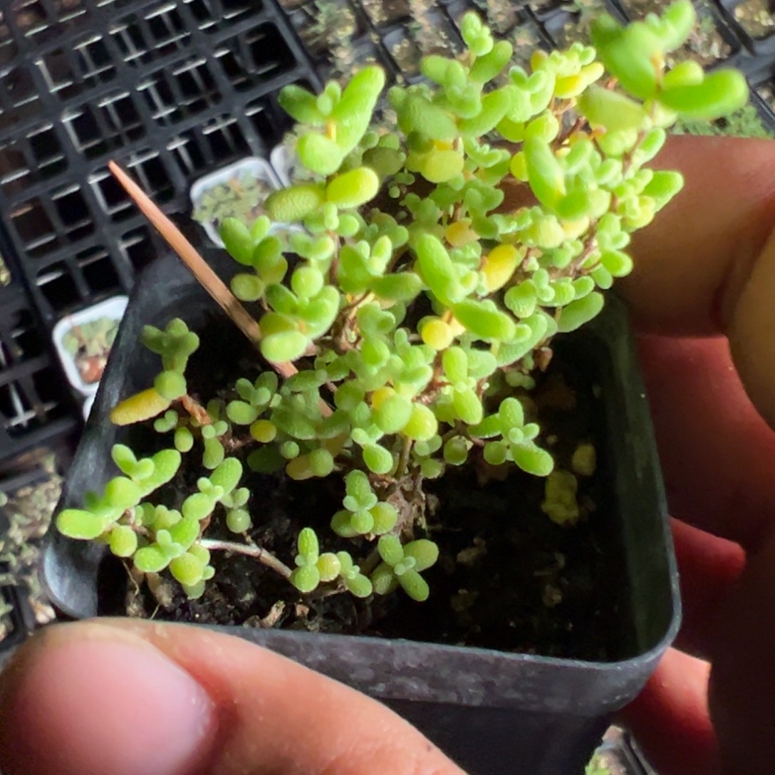 蜜橘55倍老桩福利精品