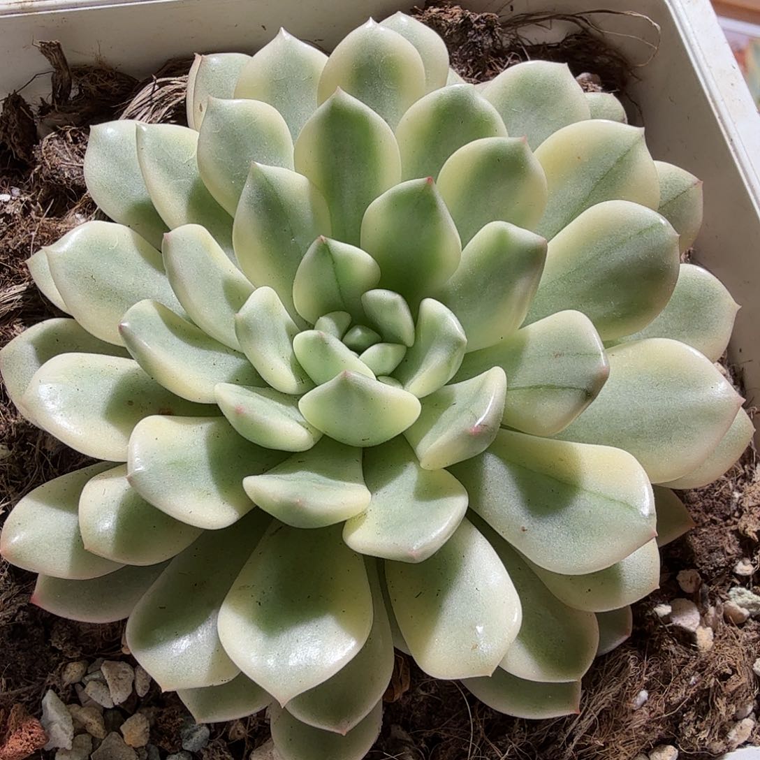 红宝石锦，多肉植物