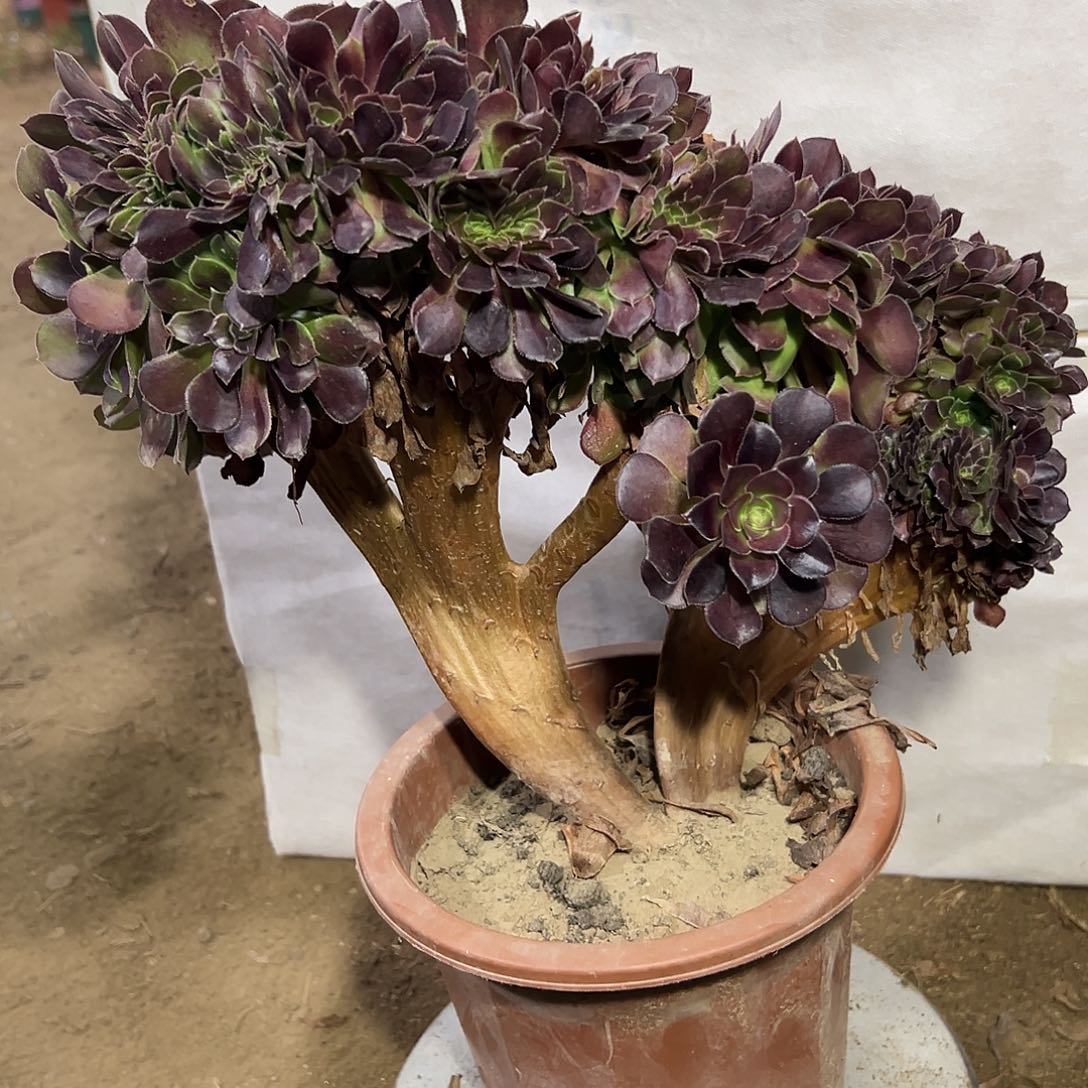 多肉315植物玫瑰缀花