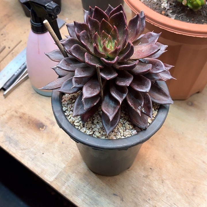 多肉植物，黑王子