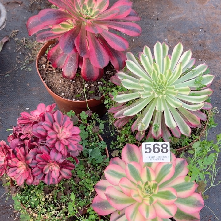 568多肉植物4个一组