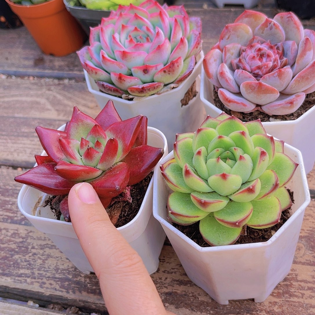 溏心 月亮石。罗卡。侧影