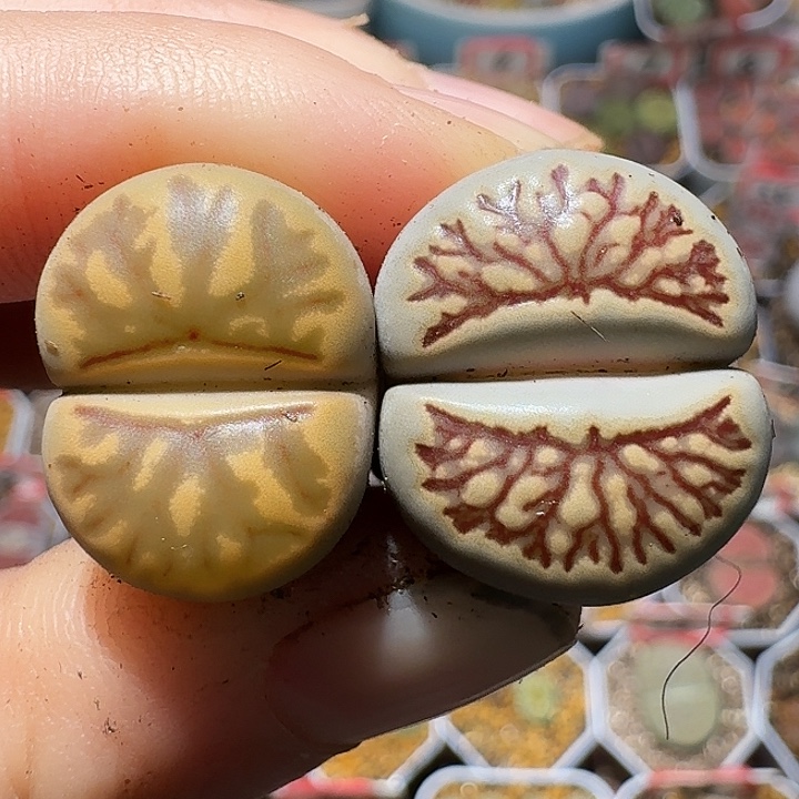 生石花111122。  368