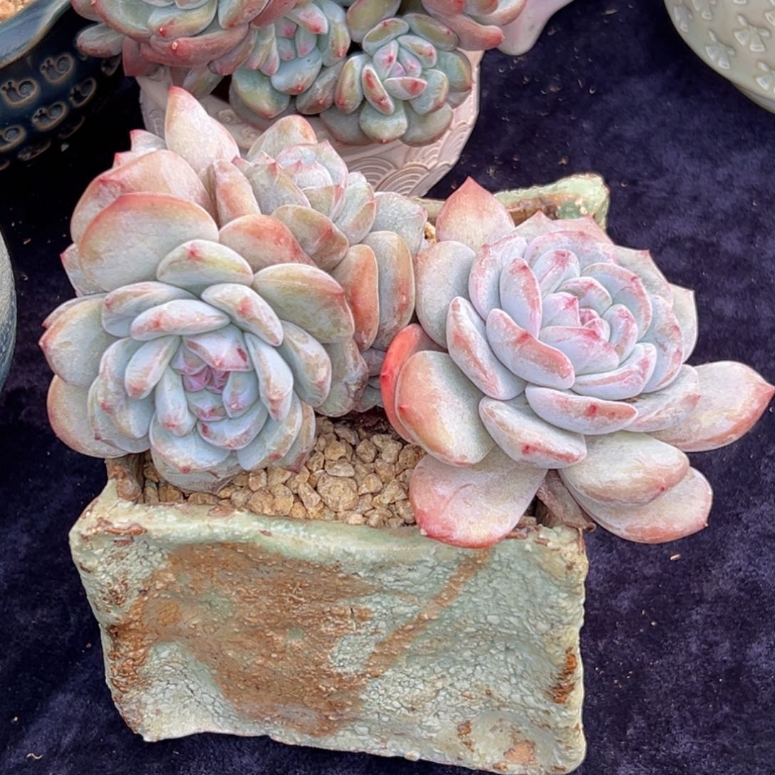 新年快乐 新年快乐